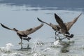 Geese splashing water while taking off. Royalty Free Stock Photo