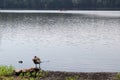 Geese standing in water near edge of lake