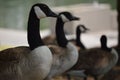 Geese, lake, water, MacArthur Park, Los angeles, Royalty Free Stock Photo