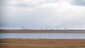 Geese starting in flight from a large field. Flying flock of mixed ducks. Video. Wild ducks are flying high in the blue Royalty Free Stock Photo