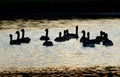 Geese on sun lit pond in late evening.