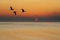 Geese at Sunrise Royalty Free Stock Photo