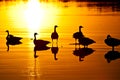 Geese Sunset Royalty Free Stock Photo