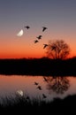 Geese at Sunset Royalty Free Stock Photo
