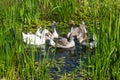 Geese in swamp Royalty Free Stock Photo