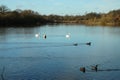 Geese and swans in winter Royalty Free Stock Photo