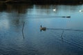 Geese and swans in winter Royalty Free Stock Photo