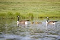 Geese Swim With Goslings Royalty Free Stock Photo