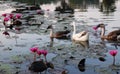 Geese swim in the pond among the lotus flowers. The water surface is covered with leaves of lotus Royalty Free Stock Photo