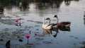 Geese swim in the pond among the lotus flowers. The water surface is covered with leaves of lotus Royalty Free Stock Photo