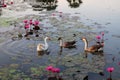 Geese swim in the pond among the lotus flowers. The water surface is covered with leaves of lotus Royalty Free Stock Photo