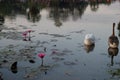 Geese swim in the pond among the lotus flowers. The water surface is covered with leaves of lotus Royalty Free Stock Photo