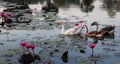 Geese swim in the pond among the lotus flowers. The water surface is covered with leaves of lotus Royalty Free Stock Photo