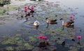 Geese swim in the pond among the lotus flowers. The water surface is covered with leaves of lotus Royalty Free Stock Photo