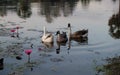 Geese swim in the pond among the lotus flowers. The water surface is covered with leaves of lotus Royalty Free Stock Photo