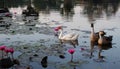 Geese swim in the pond among the lotus flowers. The water surface is covered with leaves of lotus Royalty Free Stock Photo