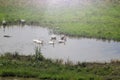 Geese swim in the village river on a hot summer morning. Background, toned with sunshine Royalty Free Stock Photo