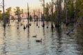 Geese Swimming in the Chowan River Royalty Free Stock Photo
