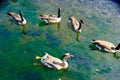 Geese swimming in colorful water