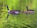Geese swimming with goslings