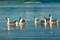 Geese swimming on lake