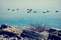 Geese Swimming On Lake Michigan