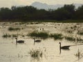 Geese swimming on the lake water at sunset Royalty Free Stock Photo