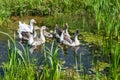 Geese swimming in marshy pond Royalty Free Stock Photo