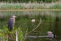 Geese swimming in the pond and Grey Heron watching over Royalty Free Stock Photo