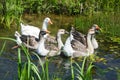 Geese swimming in pond Royalty Free Stock Photo
