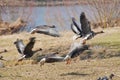 Geese taking off for a flight Royalty Free Stock Photo