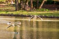 Geese taking off from pond Royalty Free Stock Photo