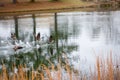 Geese taking off from the water Royalty Free Stock Photo