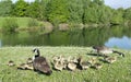 Geese With Their Baby Goslings