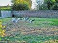 geese with their wings raised and spread