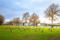 Geese at Tom McCall Waterfront Park