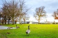 Geese at Tom McCall Waterfront Park