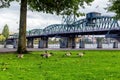 Geese at Tom McCall Waterfront Park in Portland, Oregon Royalty Free Stock Photo