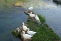 Geese on the Velino river at Rieti