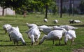 Geese in the village