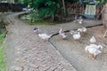 Geese on a village path in Bagerhat, Banglade