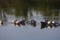 Geese in the village are raised by the old methods without chemical feed and factories. Eco-friendly village farm