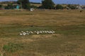 Geese in the village are raised by the old methods without chemical feed and factories. Eco-friendly village farm