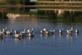 Geese in the village are raised by the old methods without chemical feed and factories. Eco-friendly village farm