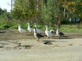 Geese walk along the asphalt road