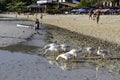 Geese walk foraging on the beach with tourists waiting to take photos and selfies at Haad Tien. Koh Larn, Pattaya, Thailand