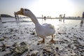 Geese walk foraging on the beach with tourists waiting to take photos and selfies at Haad Tien. Koh Larn, Pattaya, Thailand