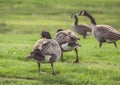 Geese walking and eating in green grass