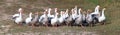 Geese walking on field in countryside. White goose walking in countryside Royalty Free Stock Photo