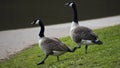 Geese walking on grass